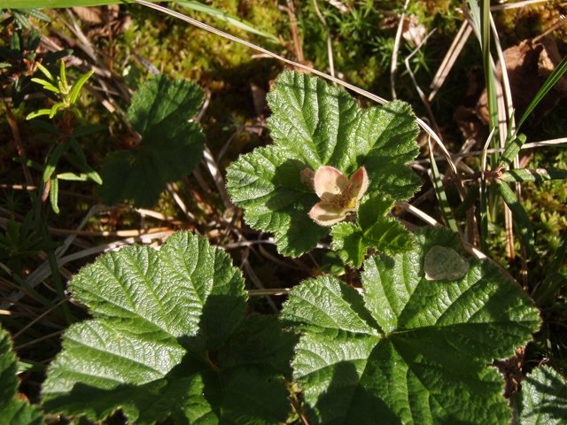 Rubus chamaemorus (Cloudberry) #27753