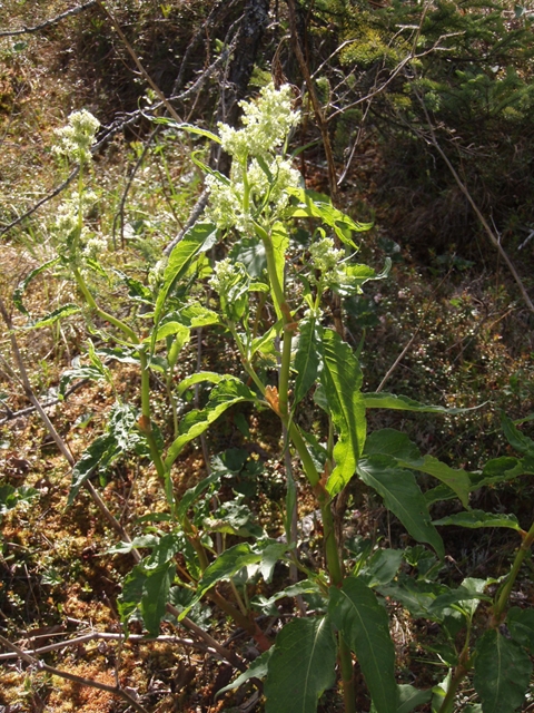 Polygonum alpinum (Alaska wild rhubarb) #27763