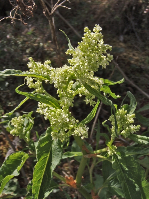 Polygonum alpinum (Alaska wild rhubarb) #27764