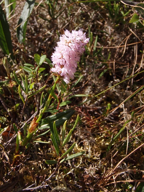 Polygonum bistorta (Meadow bistort) #27765