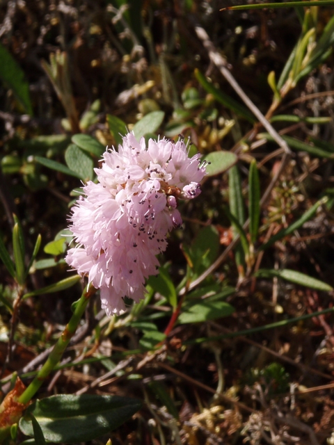 Polygonum bistorta (Meadow bistort) #27766