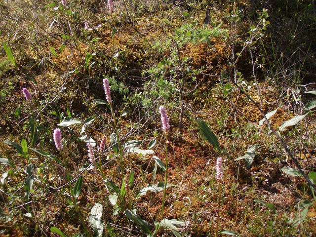 Polygonum bistorta (Meadow bistort) #27767