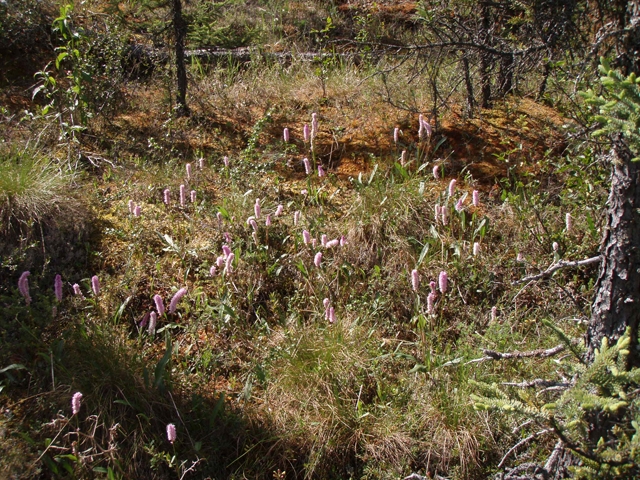 Polygonum bistorta (Meadow bistort) #27768