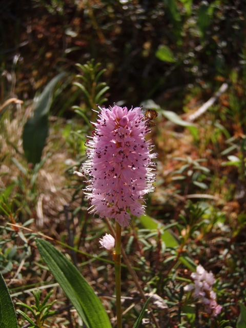 Polygonum bistorta (Meadow bistort) #27769