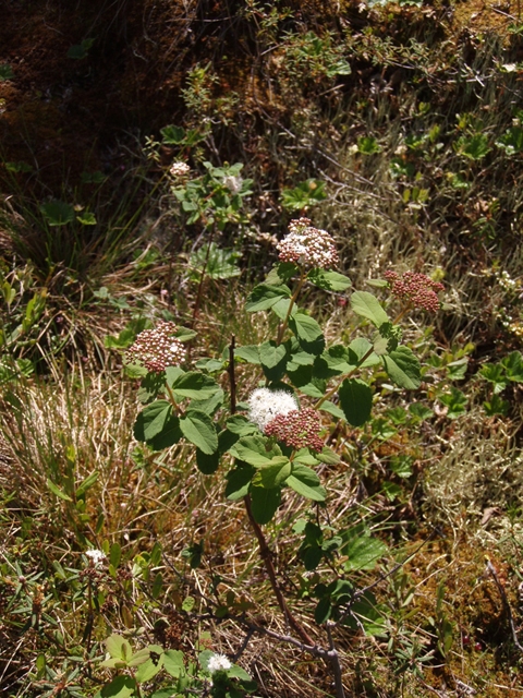 Spiraea stevenii (Beauverd spirea) #27770