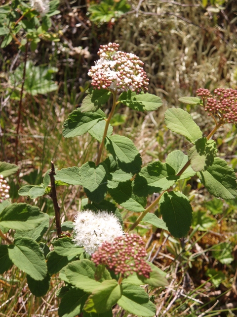 Spiraea stevenii (Beauverd spirea) #27771