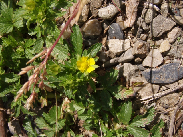 Potentilla norvegica (Norwegian cinquefoil) #27785