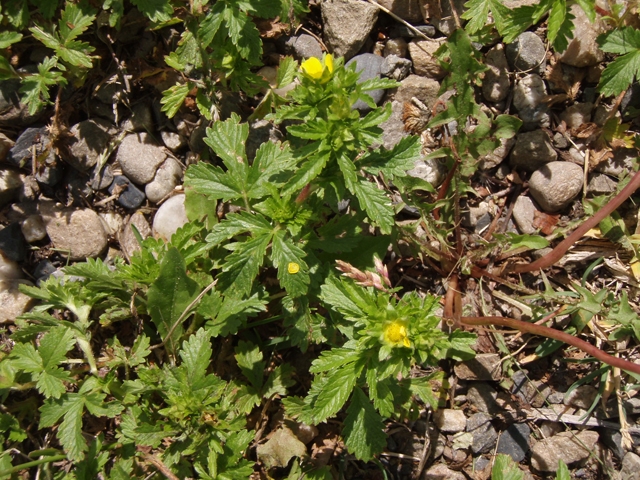 Potentilla norvegica (Norwegian cinquefoil) #27786