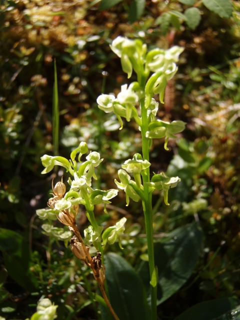 Platanthera hyperborea (Northern green orchid) #27787