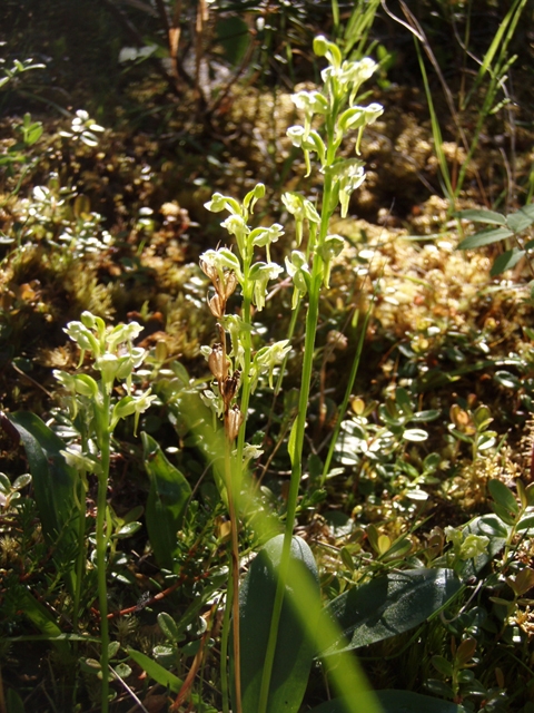 Platanthera hyperborea (Northern green orchid) #27788