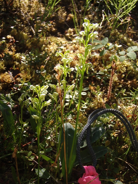 Platanthera hyperborea (Northern green orchid) #27789