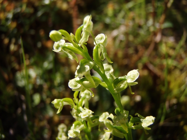 Platanthera hyperborea (Northern green orchid) #27791