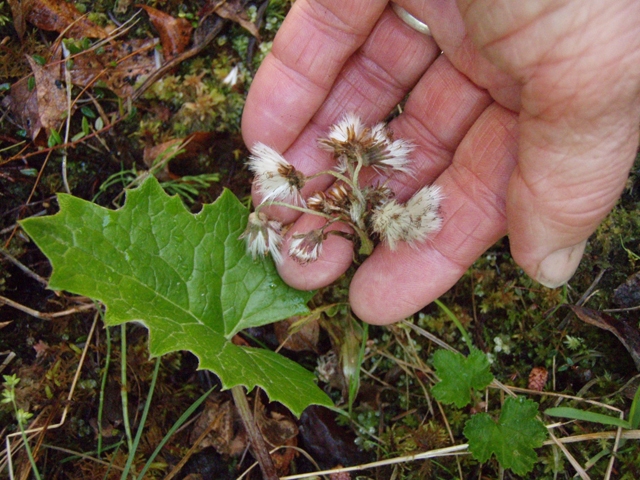 Petasites frigidus var. sagittatus (Arrowleaf sweet coltsfoot) #27792