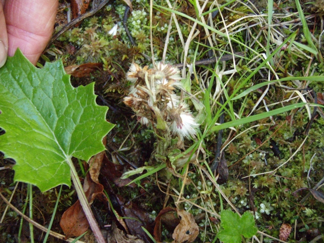 Petasites frigidus var. sagittatus (Arrowleaf sweet coltsfoot) #27793