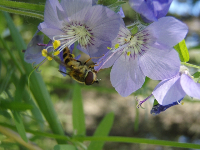 Polemonium acutiflorum (Tall jacob's-ladder) #27795