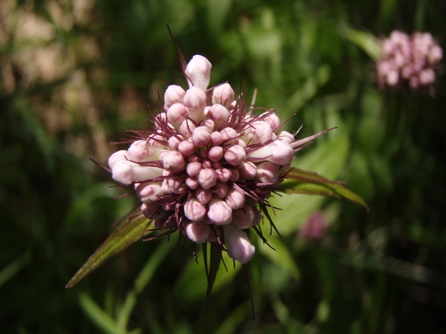 Valeriana capitata (Capitate valerian) #27797