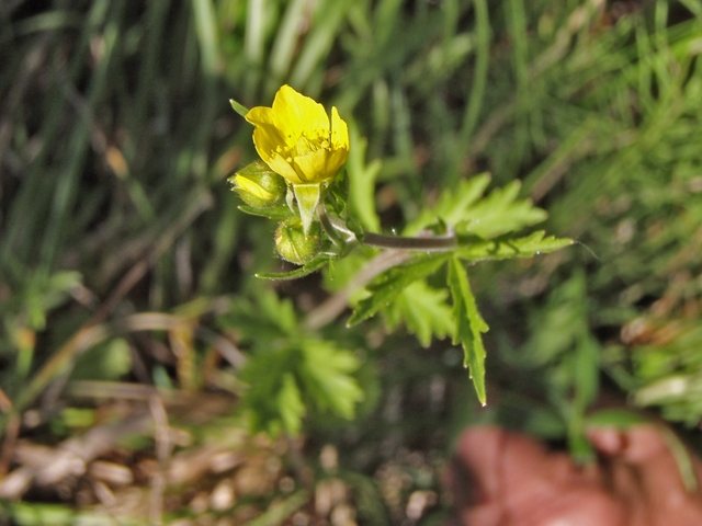 Potentilla norvegica (Norwegian cinquefoil) #27798