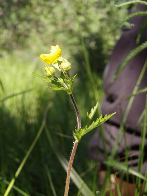 Potentilla norvegica (Norwegian cinquefoil) #27799