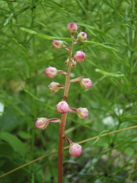 Pyrola asarifolia (Liverleaf wintergreen) #27800