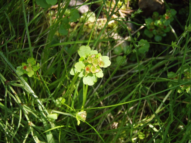 Chrysosplenium tetrandrum (Northern golden saxifrage) #27802