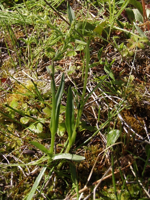 Platanthera hyperborea (Northern green orchid) #27807