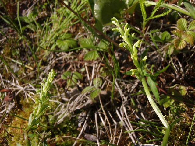 Platanthera hyperborea (Northern green orchid) #27808