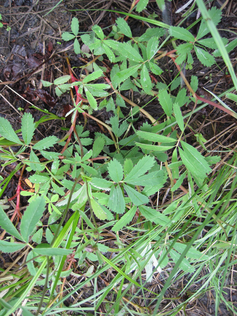 Comarum palustre (Purple cinquefoil) #28684