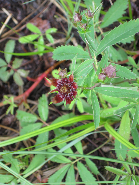 Comarum palustre (Purple cinquefoil) #28685