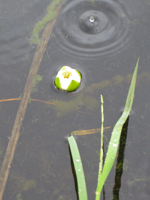 Nymphaea tetragona (Pygmy waterlily) #28688