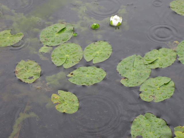 Nymphaea tetragona (Pygmy waterlily) #28689