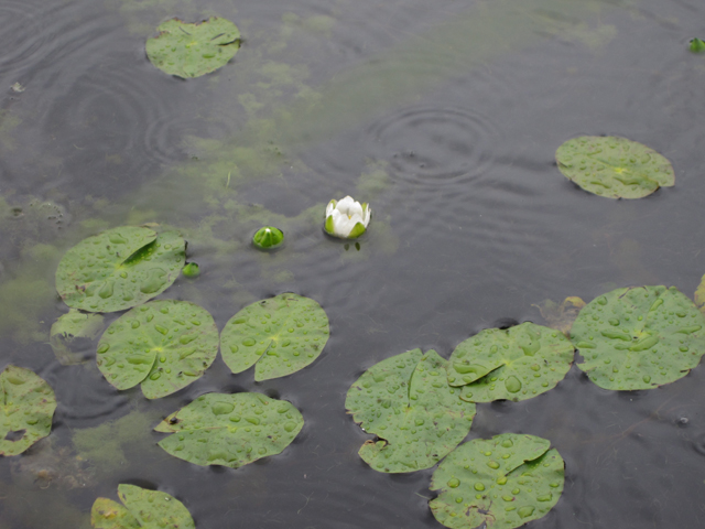 Nymphaea tetragona (Pygmy waterlily) #28690