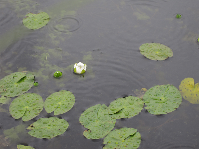 Nymphaea tetragona (Pygmy waterlily) #28691