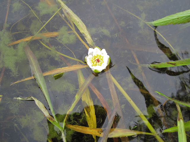 Nymphaea tetragona (Pygmy waterlily) #28693