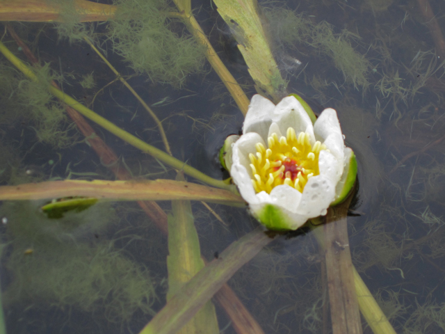 Nymphaea tetragona (Pygmy waterlily) #28694