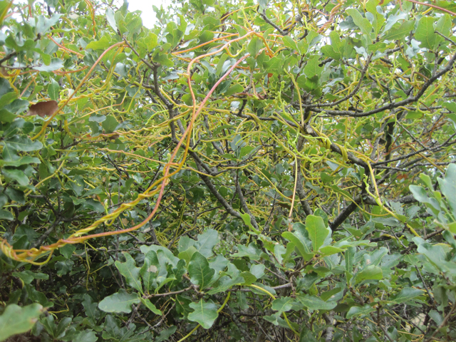 Cuscuta exaltata (Tree dodder) #28695