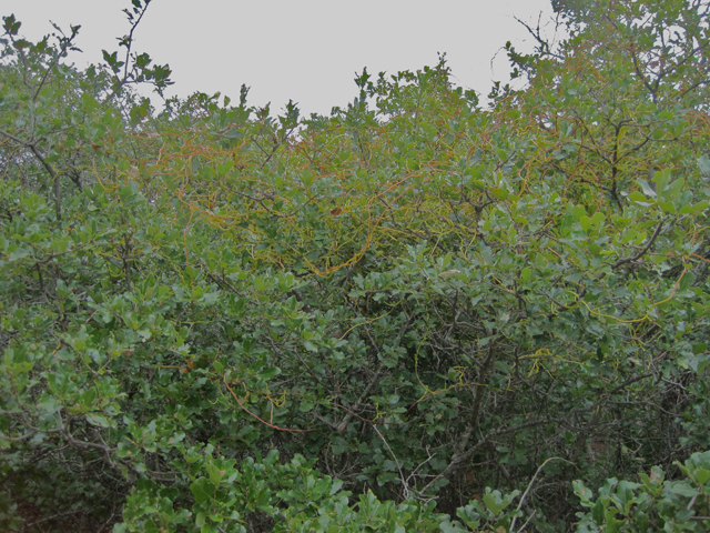 Cuscuta exaltata (Tree dodder) #28696