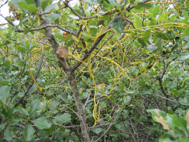 Cuscuta exaltata (Tree dodder) #28697