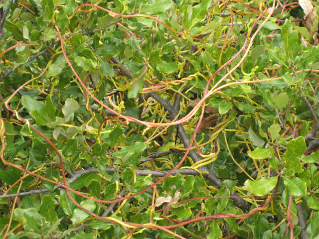 Cuscuta exaltata (Tree dodder) #28698