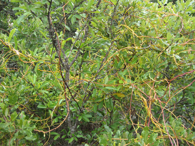 Cuscuta exaltata (Tree dodder) #28699