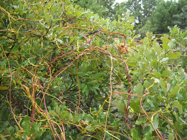 Cuscuta exaltata (Tree dodder) #28700