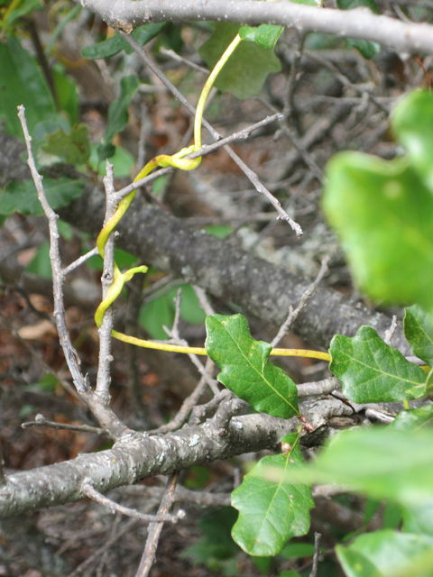 Cuscuta exaltata (Tree dodder) #28701