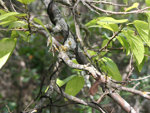 Cuscuta exaltata (Tree dodder) #28703