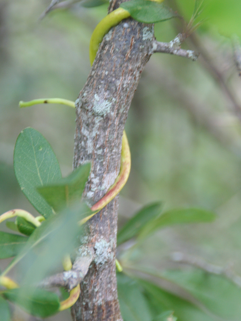 Cuscuta exaltata (Tree dodder) #28705