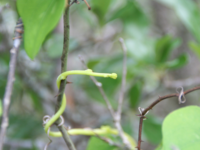 Cuscuta exaltata (Tree dodder) #28706