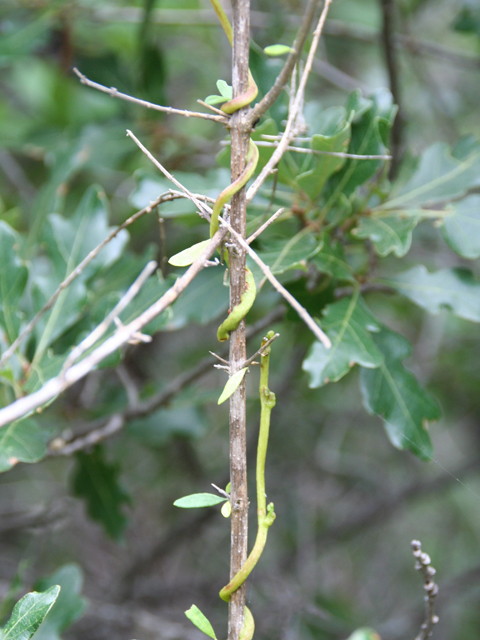 Cuscuta exaltata (Tree dodder) #28707