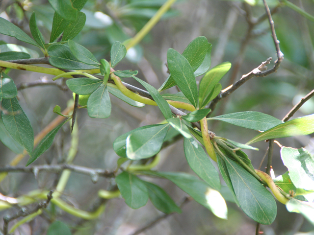 Cuscuta exaltata (Tree dodder) #28708