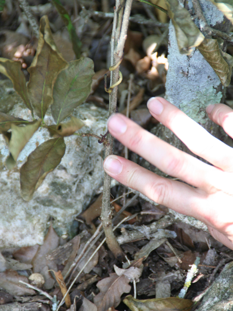 Cuscuta exaltata (Tree dodder) #28709