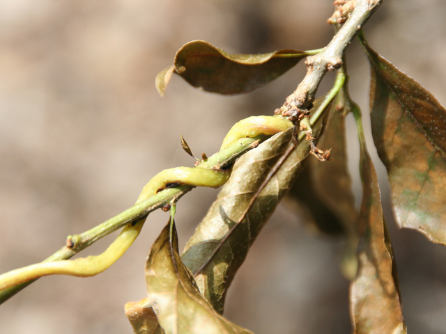 Cuscuta exaltata (Tree dodder) #28710