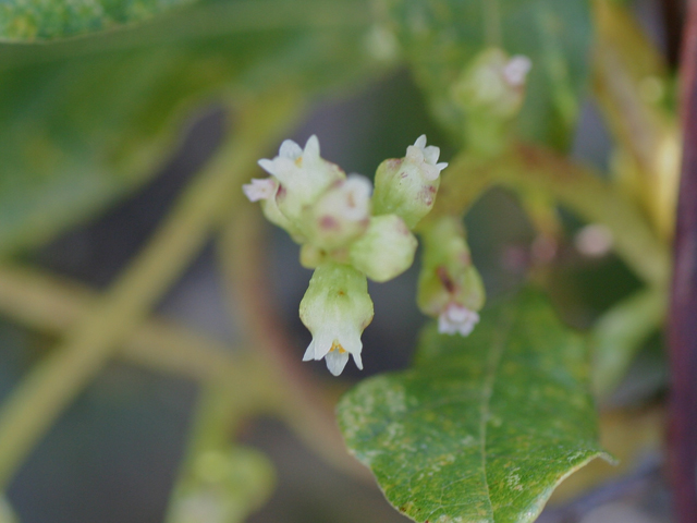 Cuscuta exaltata (Tree dodder) #28720