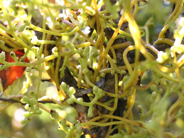 Cuscuta exaltata (Tree dodder) #28721